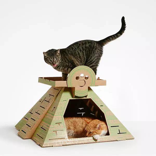 有一种快速让你的猫住进白宫的方法