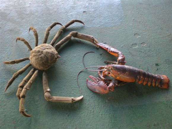 我是远洋渔民，爱钓鱼，更爱周游世界