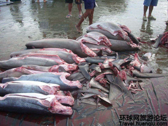 鱼翅有什么不好,鱼翅是名贵食材吗为什么不能吃呢