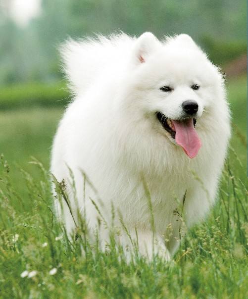 萨摩耶最容易得的几种病,萨摩耶的常见疾病有哪些