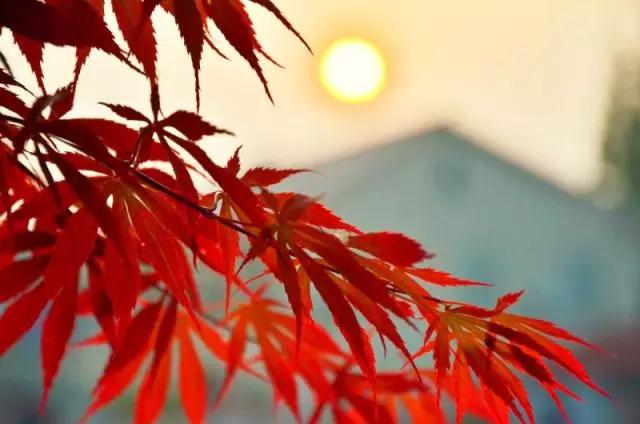 你拍出来的好照片:读者投稿选登(第五期)