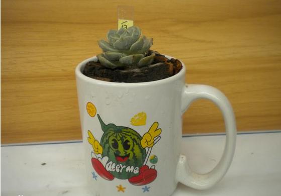 用超小的花盆种肉,自己做多肉花盆的方法