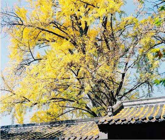 扬州特产方便携带的零食,扬州必买的十大特产零食