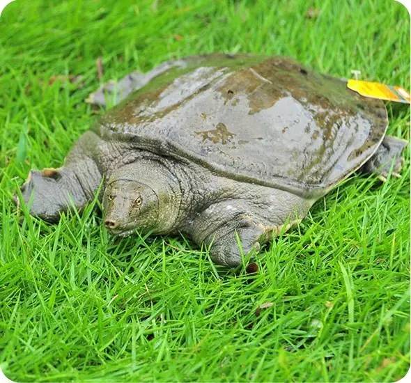 神宗富排三,甲鱼能治癌