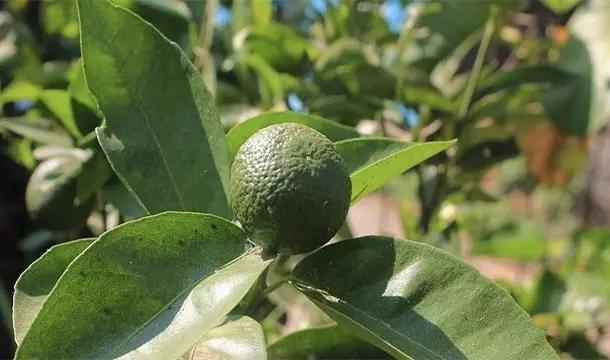 关于水果你所不知道的25件事