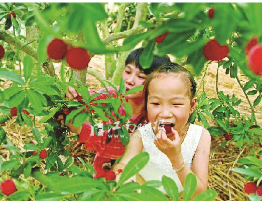 吃两斤杨梅中毒,大伯吞杨梅核导致肠梗阻