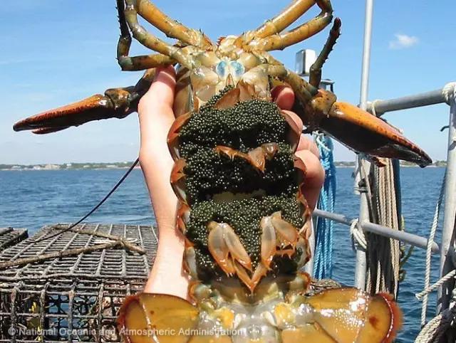 波士顿龙虾美食,波士顿龙虾高端食材