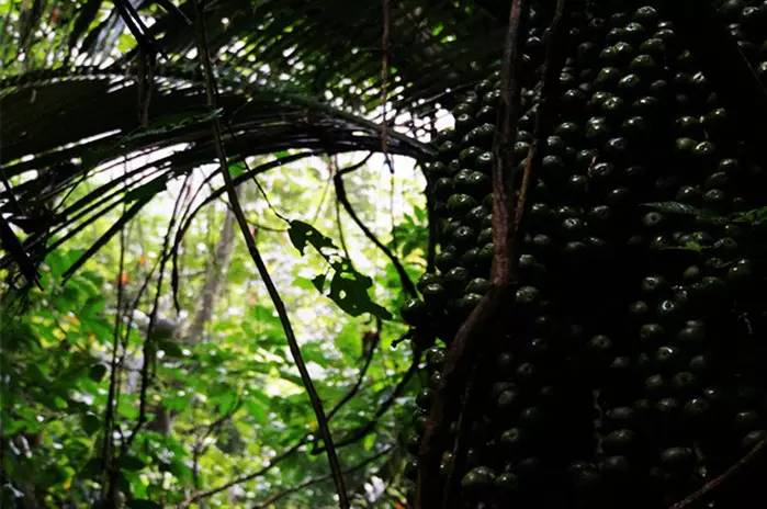 巴马世界旅居圣地,广西巴马长寿圣殿图片