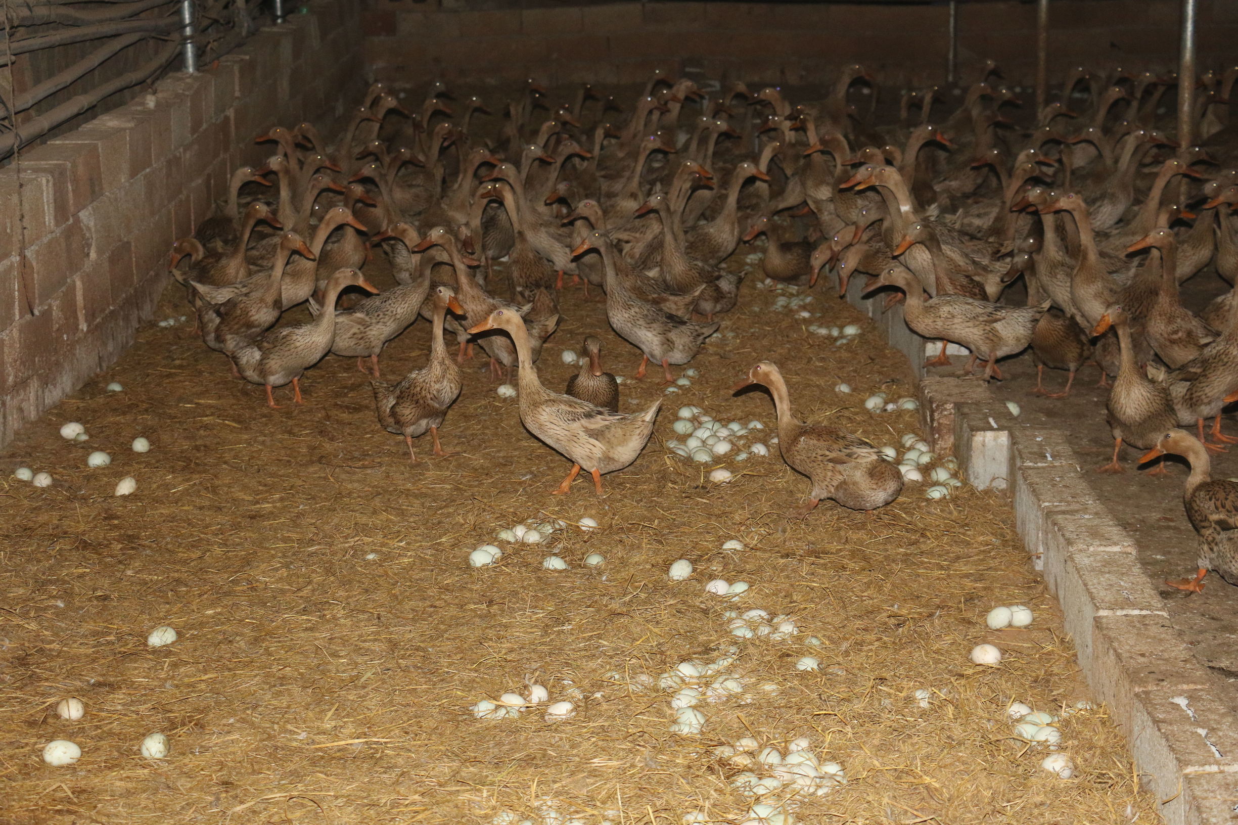 鸭子掉蛋原因,鸭子产多少蛋