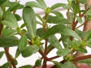 马齿菜,城里人专门到农村去挖,原来是因为这个