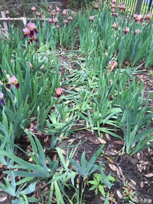 上海迪士尼乐园全攻略指南,去迪士尼一定要知道的事