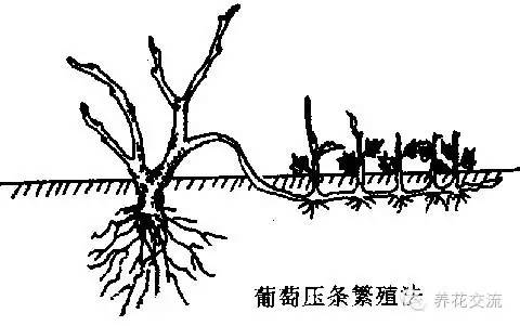 压条法繁殖植物,用压条繁殖的植物