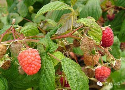 压条法繁殖植物,用压条繁殖的植物