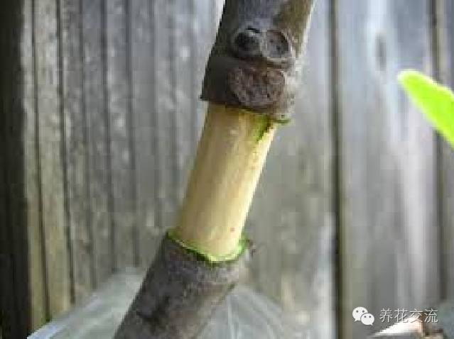 压条法繁殖植物,用压条繁殖的植物