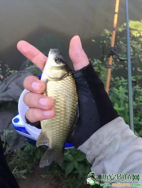 野钓民间故事,野钓奇葩故事视频