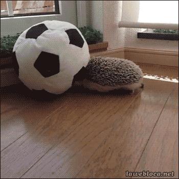 这销魂的表情，一看就不是什么正经刺猬！