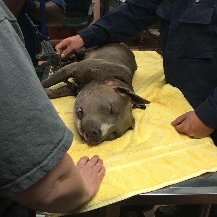 狗狗被蜜蜂蜇了多久会肿起来,狗狗脑袋肿大被主人送医