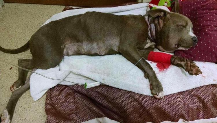 狗狗被蜜蜂蜇了多久会肿起来,狗狗脑袋肿大被主人送医