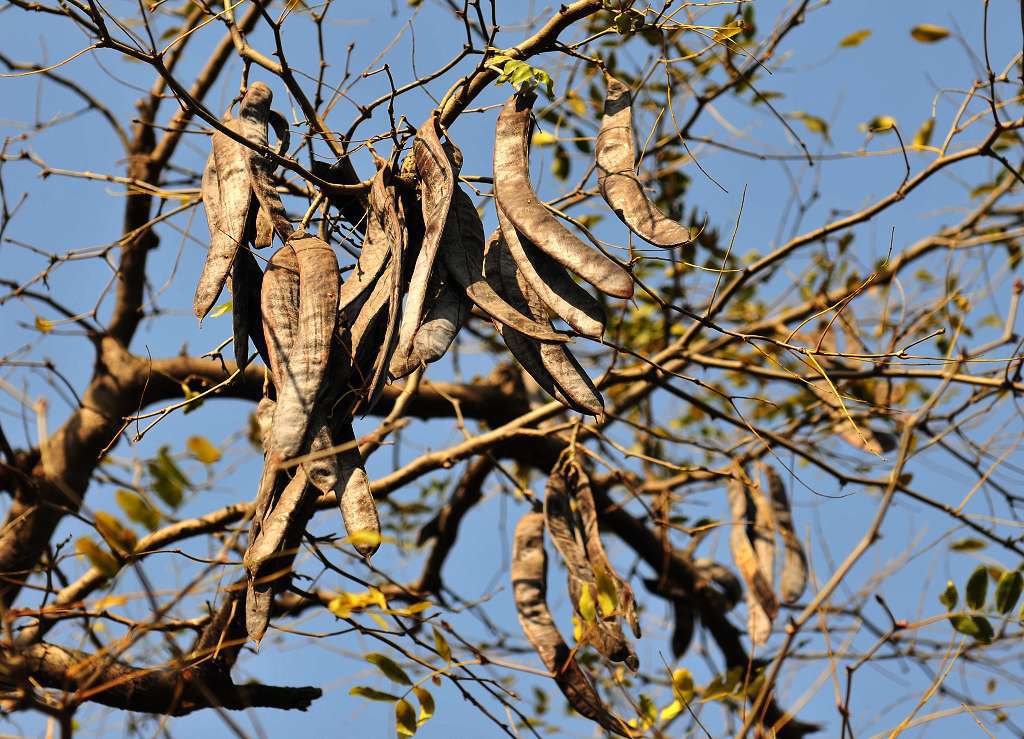 没有捡肥皂这茬，古人都捡什么呢？
