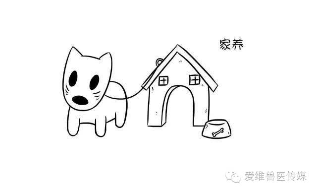 接触猫狗粪便会传染狂犬病吗,猫狗只有发病才会传染吗