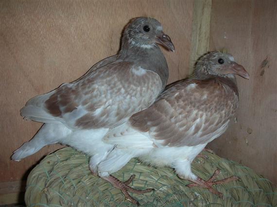 高王宏视频谈信鸽如何育种,高王宏治疗赛鸽沙门氏菌