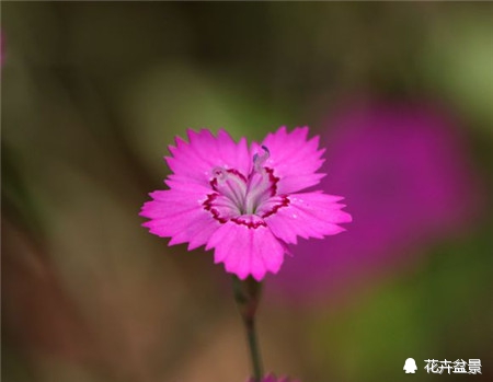 石竹花寓意代表富贵吗,石竹花卉有哪些特点呢