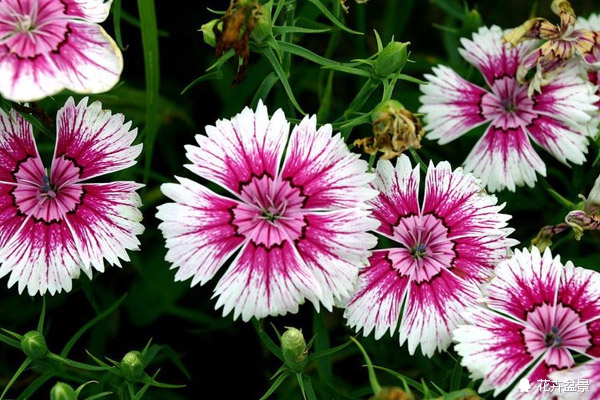 石竹花寓意代表富贵吗,石竹花卉有哪些特点呢