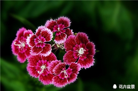 石竹花寓意代表富贵吗,石竹花卉有哪些特点呢