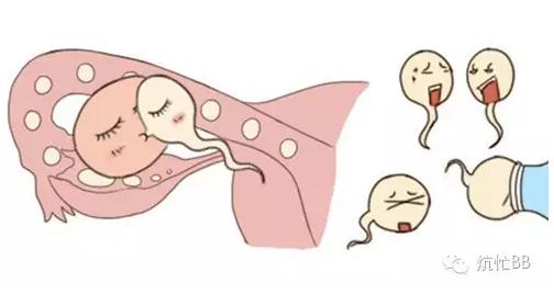 吃海带容易怀孕吗,吃海带能怀女孩