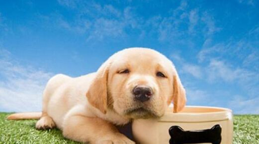 如何给狗狗换狗粮视频教程,怎么给狗狗换粮