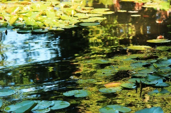 小镇艺术|印象派系的吉维尼,莫奈的“睡莲”花园