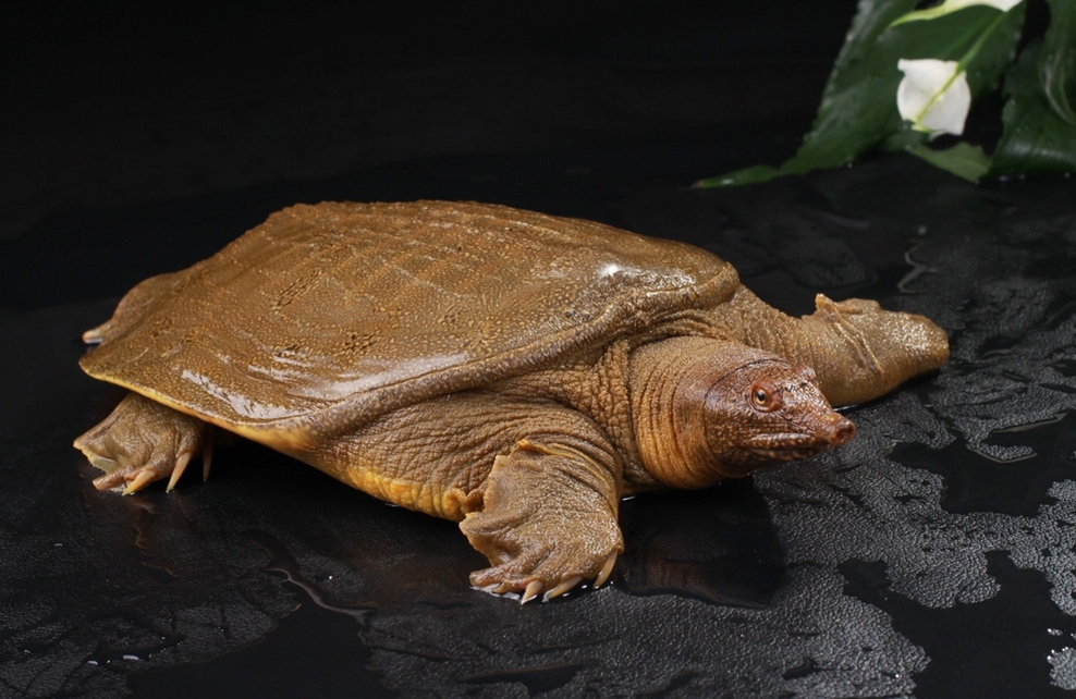 孕中篇|焦点关注——孕期禁忌食物黑名单