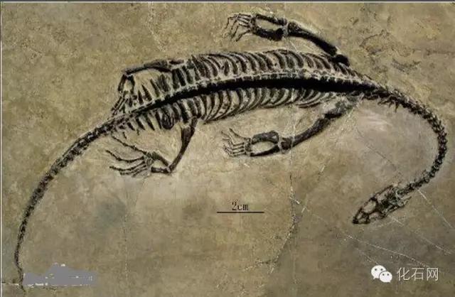 寻找恐龙化石,真龙的化石