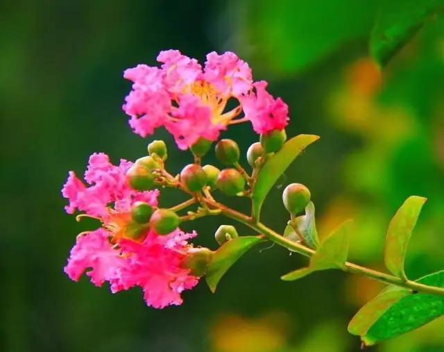 迎接父亲节：紫溪半岛的2000株紫薇花竞相绽放！限时免费欣赏