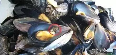 威海必吃的十种食物,威海不得不吃的店