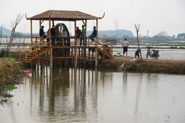 西江明珠石板沙生态岛,江门新会石板沙湿地公园