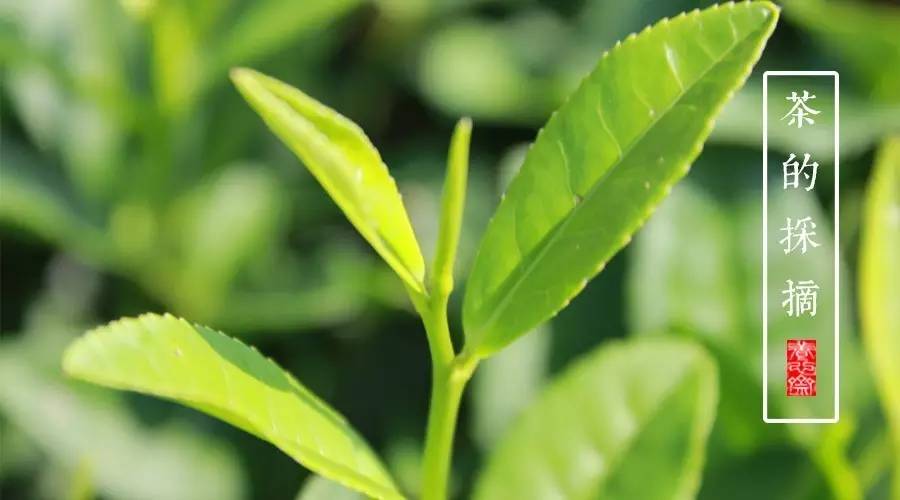 所有茶都应该越早采摘越好,一般而言茶什么时间采摘最好