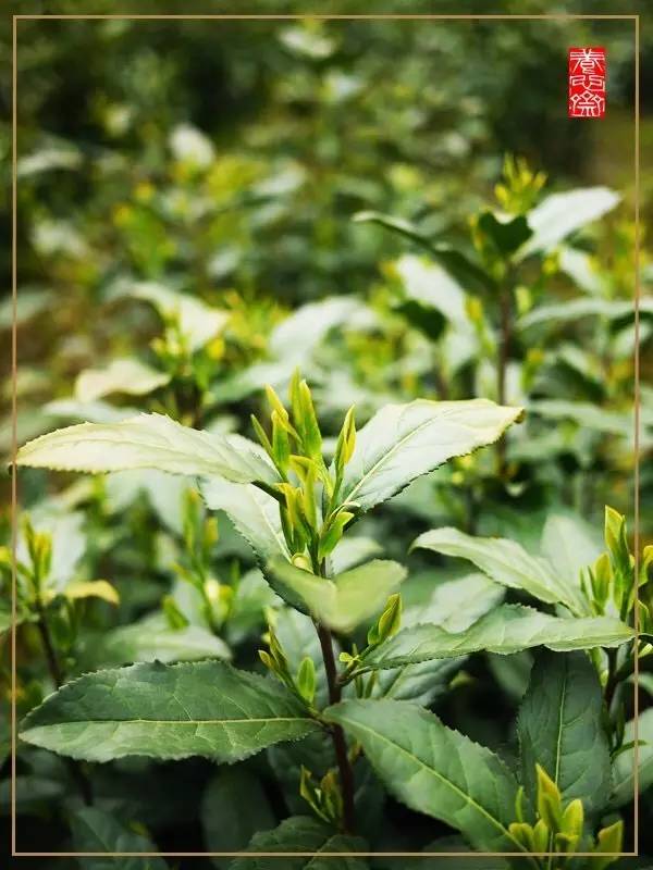 所有茶都应该越早采摘越好,一般而言茶什么时间采摘最好