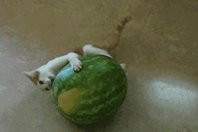 猫咪的行为翻译,猫咪的行为心理学