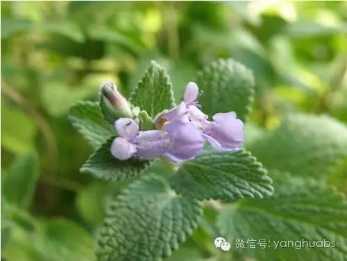 薄荷到底有多冷,薄荷如何讲解