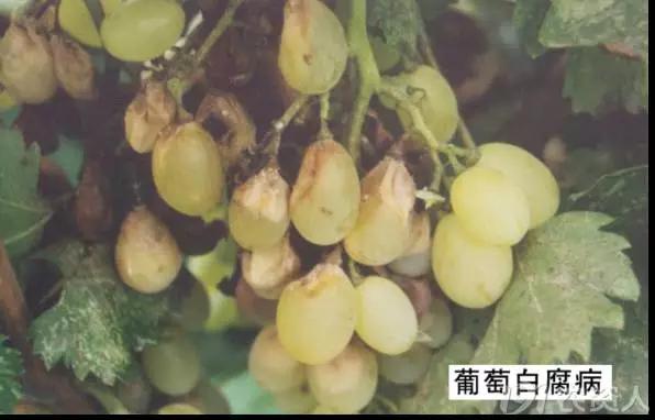 葡萄白腐病是什么原因,葡萄白腐病的秘方