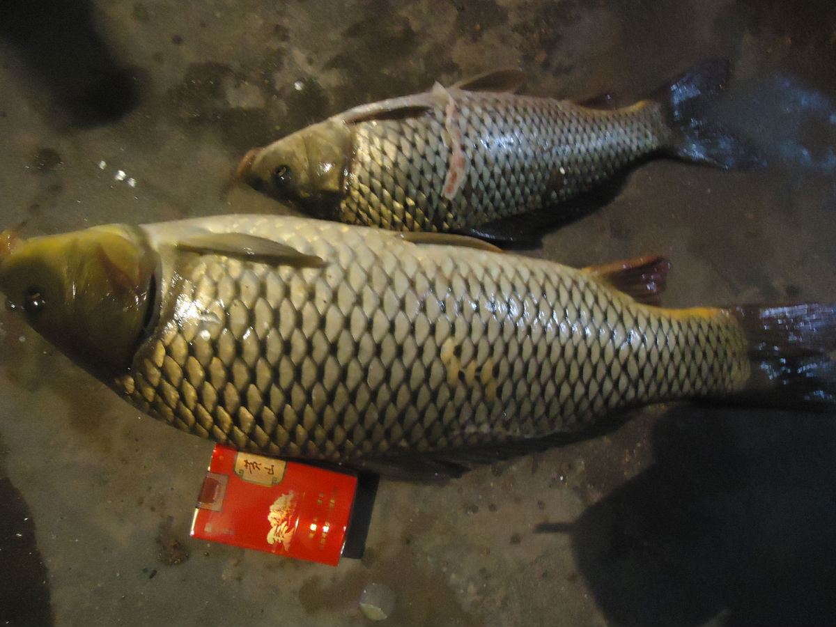 小麦钓鱼用什么打窝效果最佳,小麦钓鱼最佳方法