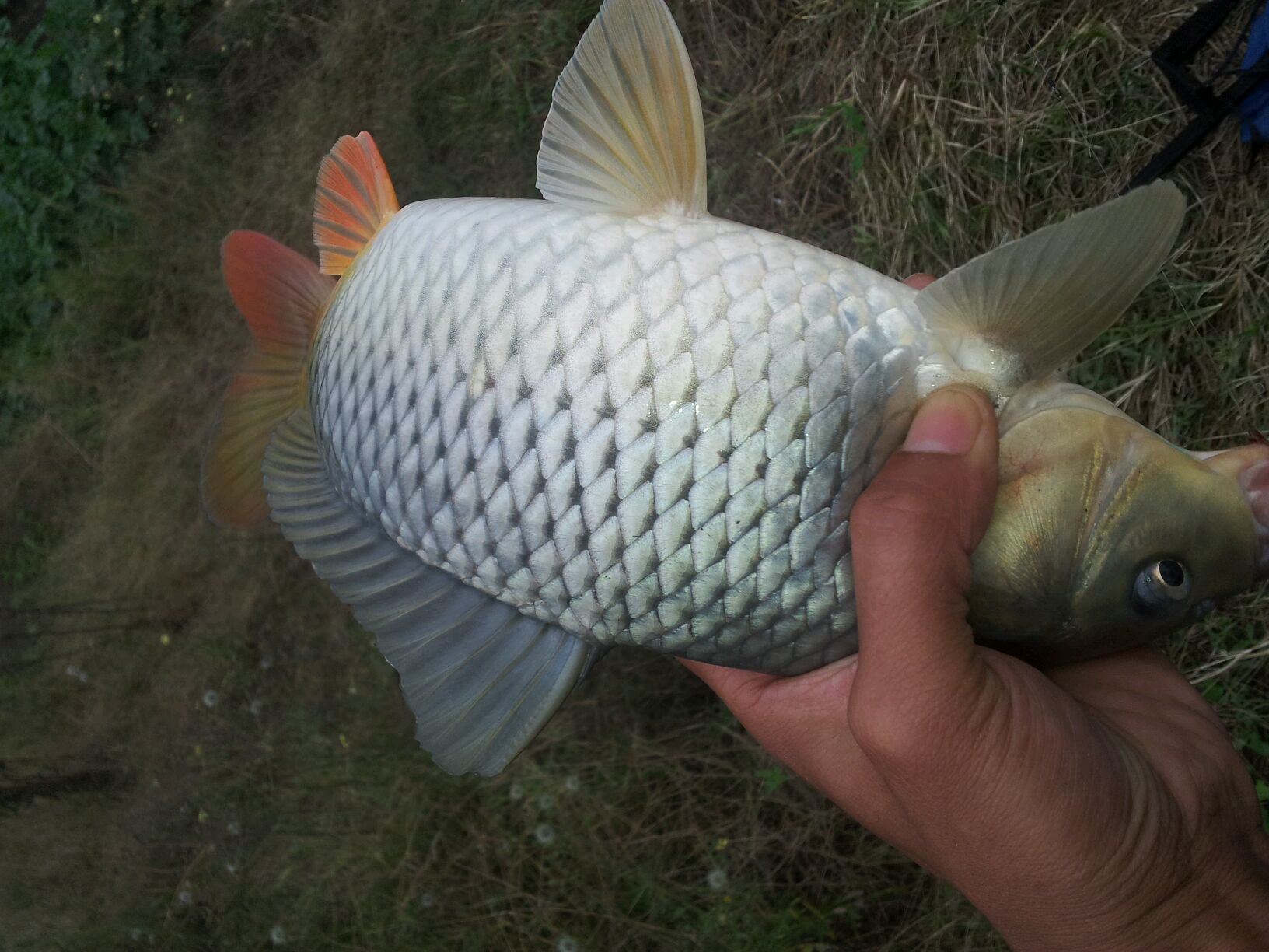 小麦钓鱼用什么打窝效果最佳,小麦钓鱼最佳方法