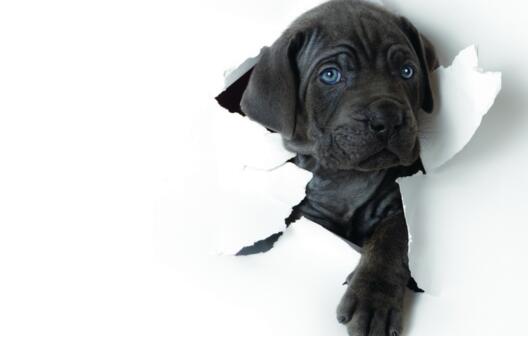 潮湿的环境对狗有影响吗,潮湿环境对狗狗的影响