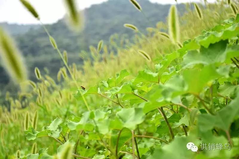 体验夏天农家生活,襄阳值得去的乡村