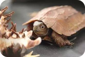 神宗富排三,甲鱼能治癌