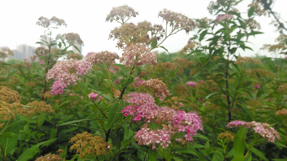 斐讯产品推荐,斐讯全网最新评测