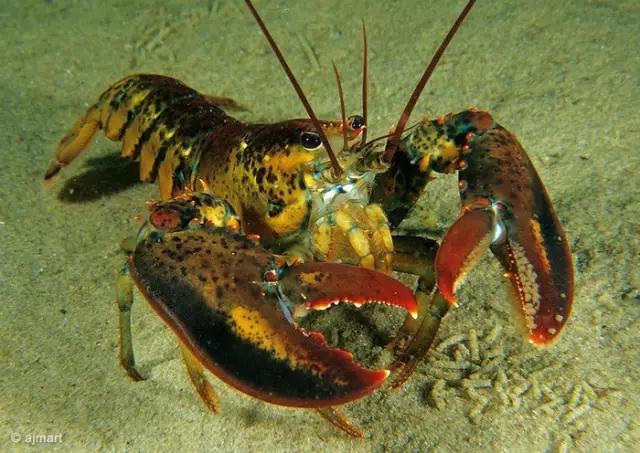 波士顿龙虾美食,波士顿龙虾高端食材