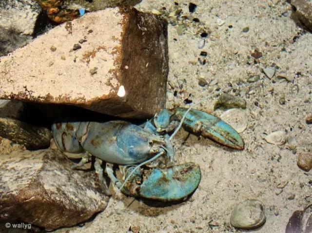 波士顿龙虾美食,波士顿龙虾高端食材