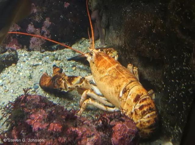 波士顿龙虾美食,波士顿龙虾高端食材